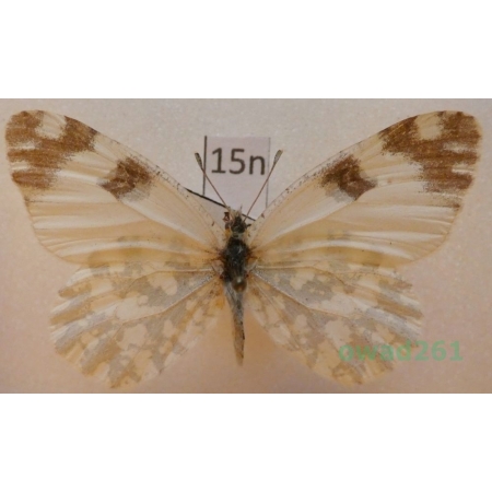 Euchloe ausonia (Hubner, 1805) Turkey15n